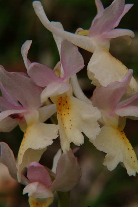 Orchis x colemanii (ibrido: Or. mascula x Or. pauciflora)